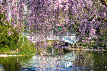 10 WEEPING HIGAN CHERRY Tree Japanese Prunus Subhirtella Pendula Pink Flower Seeds
